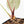 Anthurium Michelle '1' x Purple Rain '27' by DocBlock® (wk21-R)