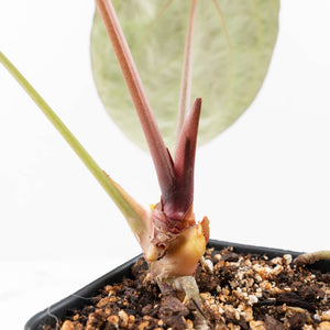 Anthurium Michelle '1' x Purple Rain '27' by DocBlock® (wk21-R)