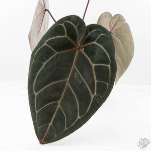 Anthurium Michelle '1' x Red Velvet Cake '24' by DocBlock® (wk22-L)