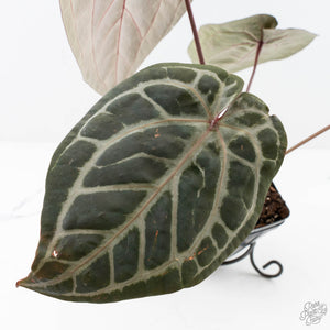 Anthurium Michelle Hot Pink '23' x Zara '14' by DocBlock® (wk26-J)