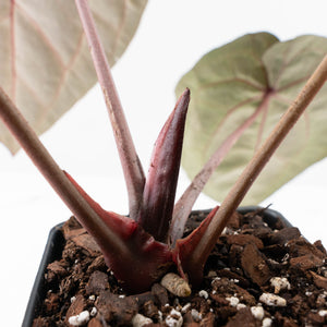 Anthurium Michelle Hot Pink '23' x Zara '14' by DocBlock® (wk26-J)