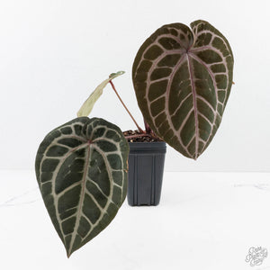 Anthurium Michelle Hot Pink '23' x Zara '14' by DocBlock® (wk26-J)