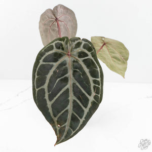 Anthurium Michelle Hot Pink '23' x Zara '14' by DocBlock® (wk18-A)