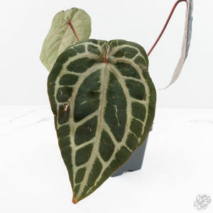 Anthurium Michelle Hot Pink '23' x Zara '14' by DocBlock® (wk18-A)
