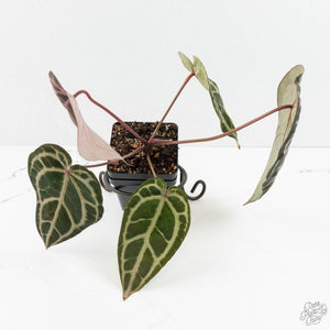 Anthurium Michelle Hot Pink '23' x Zara '14' by DocBlock® (wk18-M)