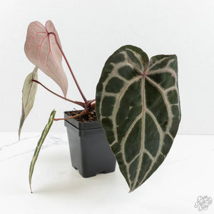 Anthurium Michelle Hot Pink '23' x Zara '14' by DocBlock® (wk18-M)