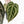 Anthurium Michelle Hot Pink '23' x Zara '14' by DocBlock® (wk18-M)