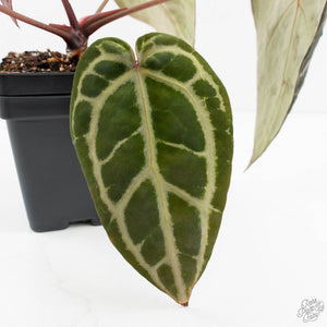Anthurium Michelle Hot Pink '23' x Zara '14' by DocBlock® (wk18-M)
