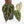 Anthurium Michelle Hot Pink '23' x Zara '14' by DocBlock® (wk18-M)