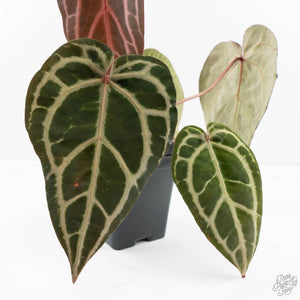Anthurium Michelle Hot Pink '23' x Zara '14' by DocBlock® (wk18-M)