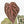 Anthurium Michelle Hot Pink '23' x Zara '14' by DocBlock® (wk18-M)