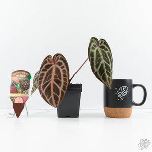 Anthurium Michelle Hot Pink '23' x Zara '14' by DocBlock® (wk19-A)
