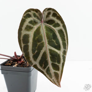 Anthurium Michelle Hot Pink '23' x Zara '14' by DocBlock® (wk19-A)