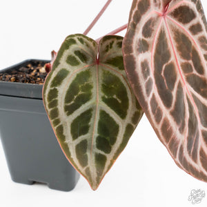 Anthurium Michelle Hot Pink '23' x Zara '14' by DocBlock® (wk19-A)