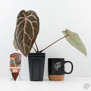 Anthurium Michelle Hot Pink '23' x Zara '14' by DocBlock® (wk20-D)