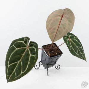 Anthurium Michelle Hot Pink '23' x Zara '14' by DocBlock® (wk20-D)