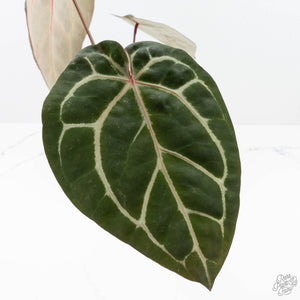 Anthurium Michelle Hot Pink '23' x Zara '14' by DocBlock® (wk20-D)