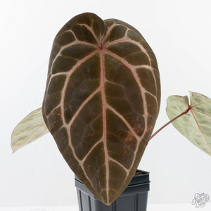 Anthurium Michelle Hot Pink '23' x Zara '14' by DocBlock® (wk20-D)