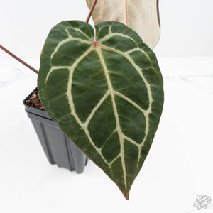 Anthurium Michelle Hot Pink '23' x Zara '14' by DocBlock® (wk20-D)