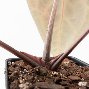 Anthurium Michelle Hot Pink '23' x Zara '14' by DocBlock® (wk20-D)