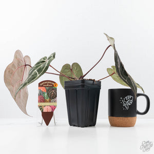Anthurium Michelle Hot Pink '23' x Zara '14' by DocBlock® (wk21-P)