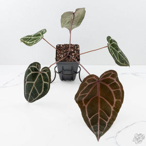 Anthurium Michelle Hot Pink '23' x Zara '14' by DocBlock® (wk21-P)