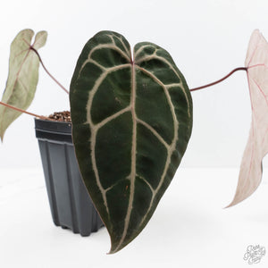 Anthurium Michelle Hot Pink '23' x Zara '14' by DocBlock® (wk21-P)