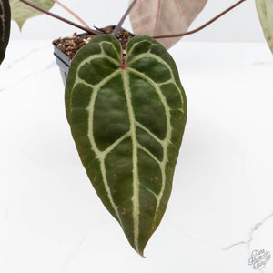 Anthurium Michelle Hot Pink '23' x Zara '14' by DocBlock® (wk21-P)
