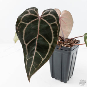 Anthurium Michelle Hot Pink '23' x Zara '14' by DocBlock® (wk21-P)