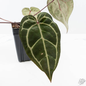 Anthurium Michelle Hot Pink '23' x Zara '14' by DocBlock® (wk21-P)