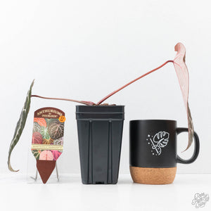 Anthurium Michelle Hot Pink '23' x Zara '14' by DocBlock® (wk21-U)