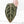 Anthurium Michelle Hot Pink '23' x Zara '14' by DocBlock® (wk21-U)