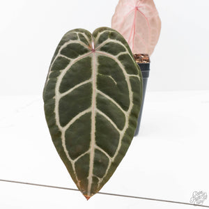 Anthurium Michelle Hot Pink '23' x Zara '14' by DocBlock® (wk21-U)