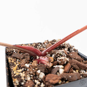 Anthurium Michelle Hot Pink '23' x Zara '14' by DocBlock® (wk21-U)