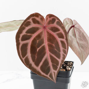 Anthurium Michelle Hot Pink '23' x Zara '14' by DocBlock® (wk23-I)