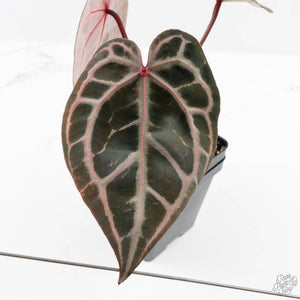 Anthurium Michelle Hot Pink '23' x Zara '14' by DocBlock® (wk23-I)