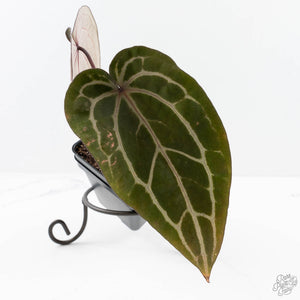 Anthurium Michelle Hot Pink '23' x Zara '14' by DocBlock® (wk24-J)