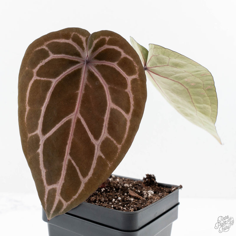 Anthurium Michelle Hot Pink '23' x Zara '14' by DocBlock® (wk24-J)