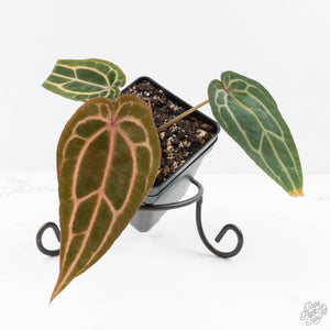 Anthurium Michelle Hot Pink '23' x Zara '14' by DocBlock® (wk25-E)
