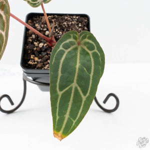 Anthurium Michelle Hot Pink '23' x Zara '14' by DocBlock® (wk25-E)