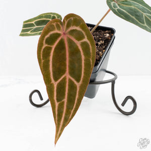 Anthurium Michelle Hot Pink '23' x Zara '14' by DocBlock® (wk25-E)