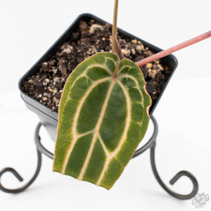 Anthurium Michelle Hot Pink '23' x Zara '14' by DocBlock® (wk25-E)