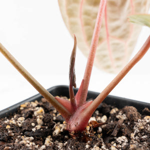 Anthurium Michelle Hot Pink '23' x Zara '14' by DocBlock® (wk25-E)