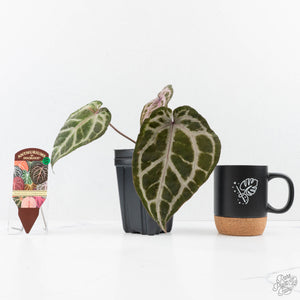 Anthurium Michelle Hot Pink '23' x Zara '14' by DocBlock® (wk26-M) *Extra Silver*