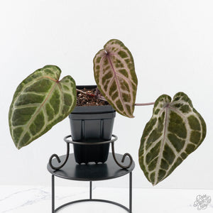 Anthurium Michelle Hot Pink '23' x Zara '14' by DocBlock® (wk26-M) *Extra Silver*