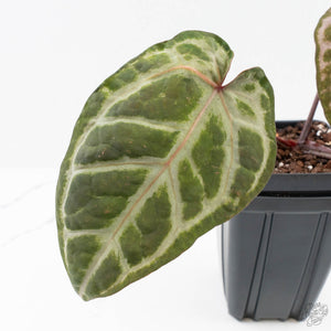 Anthurium Michelle Hot Pink '23' x Zara '14' by DocBlock® (wk26-M) *Extra Silver*