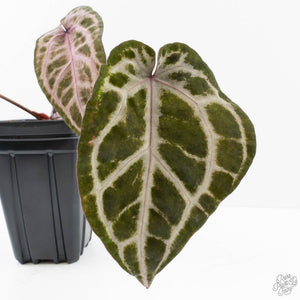 Anthurium Michelle Hot Pink '23' x Zara '14' by DocBlock® (wk26-M) *Extra Silver*