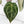 Anthurium Michelle Hot Pink '23' x Zara '14' by DocBlock® (wk27-I)