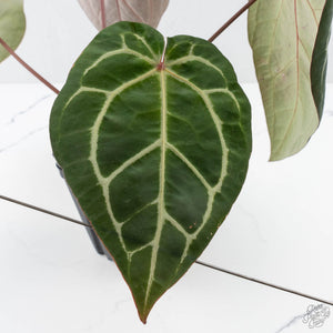 Anthurium Michelle Hot Pink '23' x Zara '14' by DocBlock® (wk27-I)