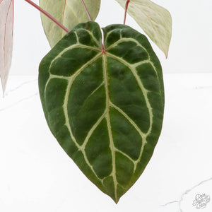 Anthurium Michelle Hot Pink '23' x Zara '14' by DocBlock® (wk27-I)
